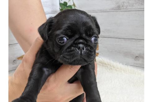 成約済の静岡県のパグ-135752の2枚目