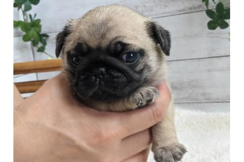 成約済の静岡県のパグ-135750の1枚目