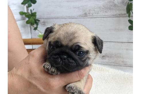 成約済の静岡県のパグ-135750の2枚目