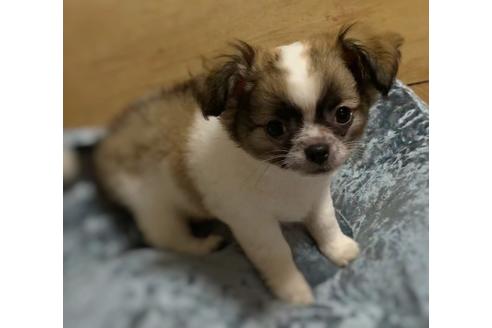 成約済の千葉県のチワワ(ロングコート)-133958の2枚目