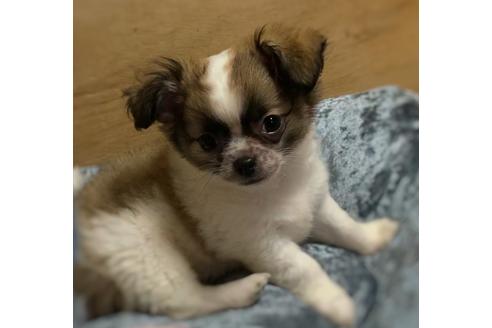 成約済の千葉県のチワワ(ロングコート)-133958の3枚目