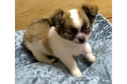 成約済の千葉県のチワワ(ロングコート)-133958の5枚目