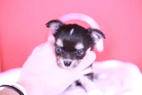 成約済の愛知県のチワワ(ロングコート)-134204の3枚目