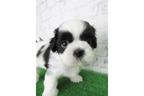 成約済の大阪府のシーズー-136309の1枚目