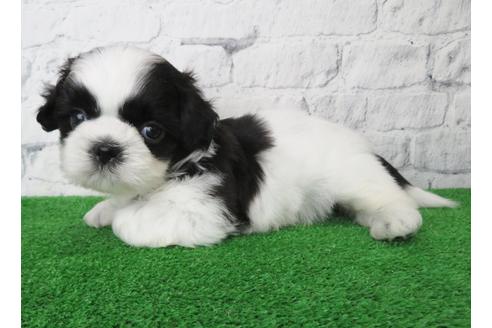 成約済の大阪府のシーズー-136309の5枚目