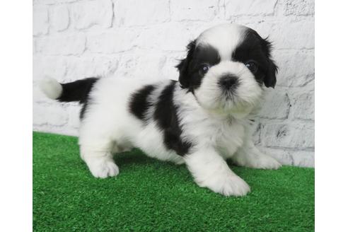 成約済の大阪府のシーズー-136309の4枚目