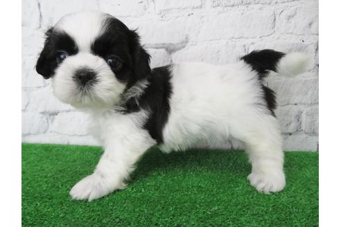 成約済の大阪府のシーズー-136309の3枚目