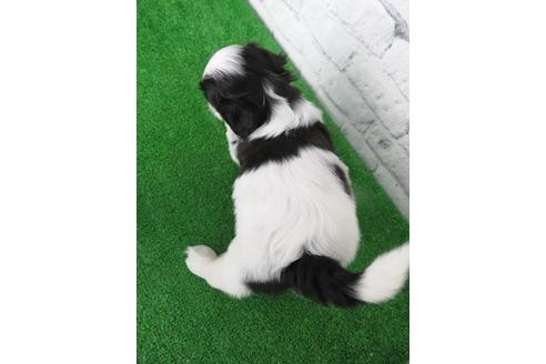 成約済の大阪府のシーズー-136309の2枚目