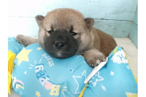 成約済の埼玉県の柴犬-136341の1枚目