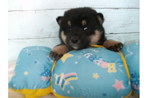 成約済の埼玉県の柴犬-136342の1枚目