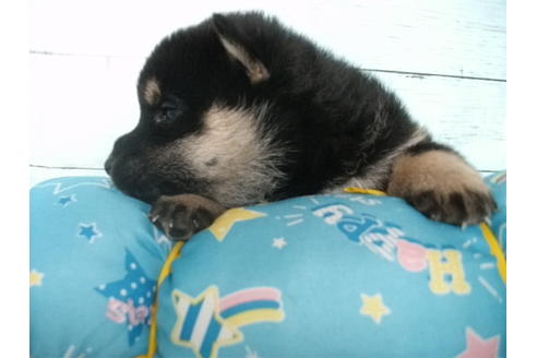 成約済の埼玉県の柴犬-136342の4枚目