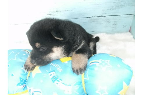 成約済の埼玉県の柴犬-136342の2枚目