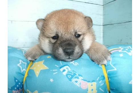 成約済の埼玉県の柴犬-136345の1枚目