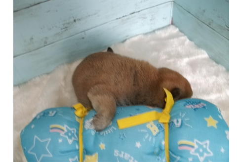 成約済の埼玉県の柴犬-136345の5枚目