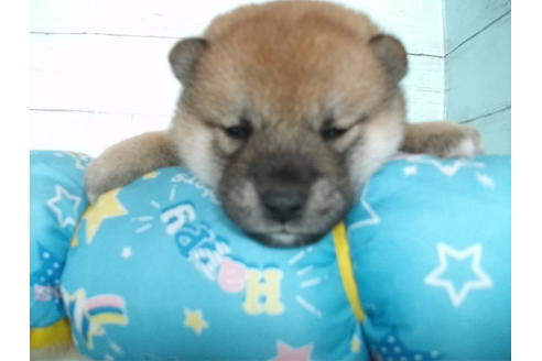 成約済の埼玉県の柴犬-136345の4枚目