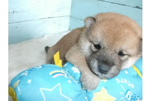 成約済の埼玉県の柴犬-136345の3枚目