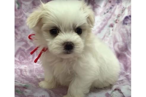 成約済の茨城県のマルチーズ-136354の1枚目