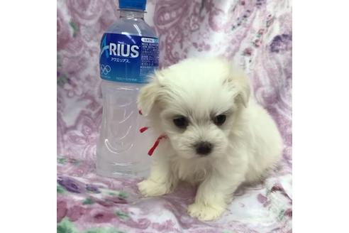 成約済の茨城県のマルチーズ-136354の2枚目