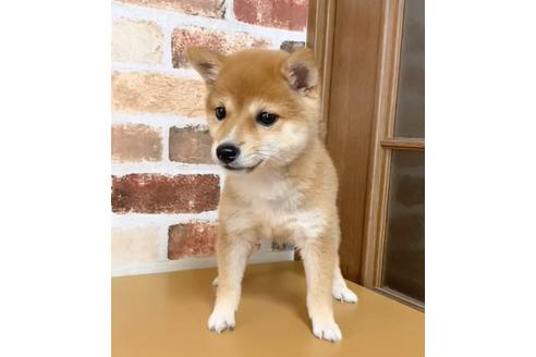 成約済の茨城県の豆柴-136356の3枚目