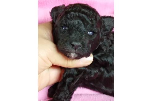 成約済の千葉県のトイプードル-135497の8枚目