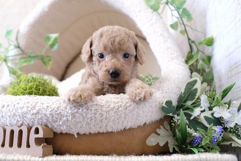 成約済の滋賀県のトイプードル-136357の1枚目