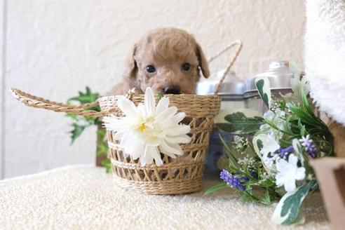 成約済の滋賀県のトイプードル-136357の3枚目