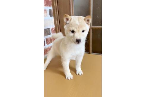 成約済の茨城県の豆柴-136370の2枚目