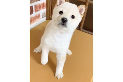 成約済の茨城県の豆柴-136374の1枚目
