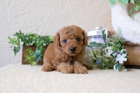 成約済の滋賀県のトイプードル-136359の1枚目