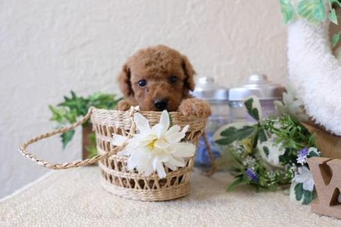 成約済の滋賀県のトイプードル-136359の3枚目