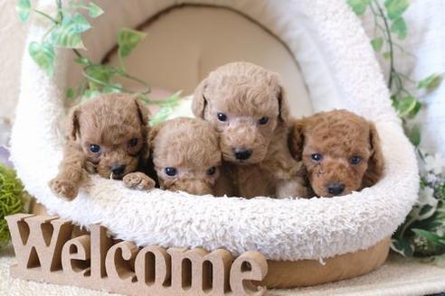 成約済の滋賀県のトイプードル-136359の2枚目