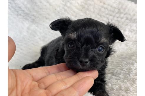 成約済の京都府のチワプー:チワワ×トイプードル-136381の1枚目