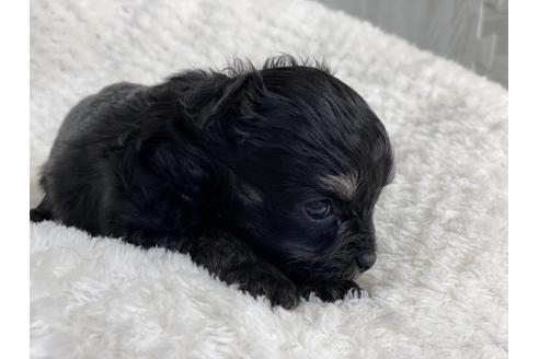 成約済の京都府のチワプー:チワワ×トイプードル-136381の2枚目