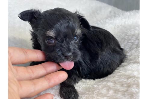 成約済の京都府のチワプー:チワワ×トイプードル-136381の3枚目