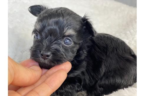 成約済の京都府のチワプー:チワワ×トイプードル-136381の4枚目