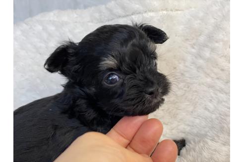 成約済の京都府のチワプー:チワワ×トイプードル-136381の5枚目