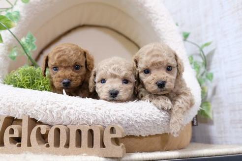 成約済の滋賀県のトイプードル-134702の4枚目