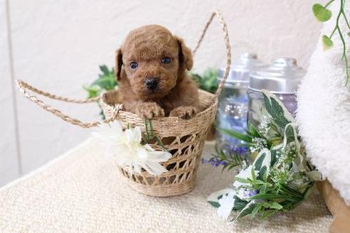 成約済の滋賀県のトイプードル-134702の2枚目