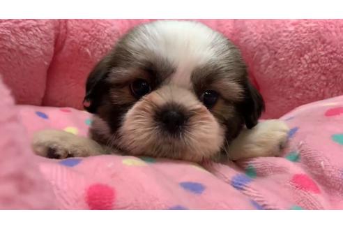 成約済の東京都のシーズー-136399の1枚目