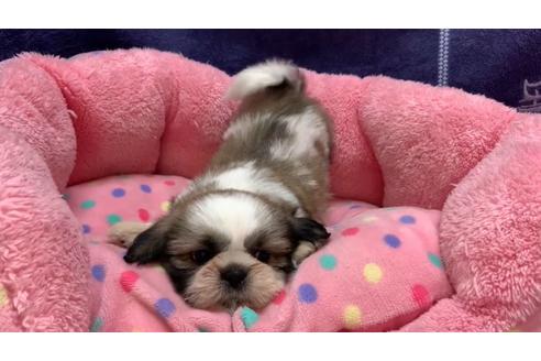 成約済の東京都のシーズー-136399の2枚目