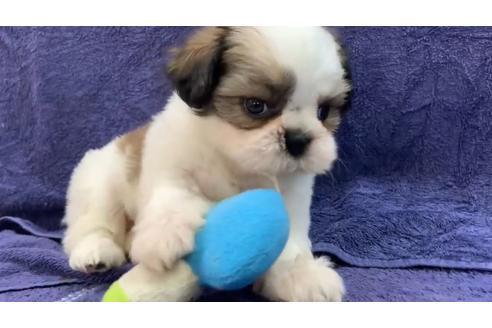 成約済の東京都のシーズー-136400の2枚目