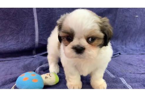 成約済の東京都のシーズー-136400の1枚目