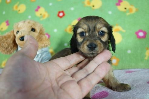 成約済の兵庫県のカニンヘンダックスフンド(ロングヘアード)-136401の1枚目