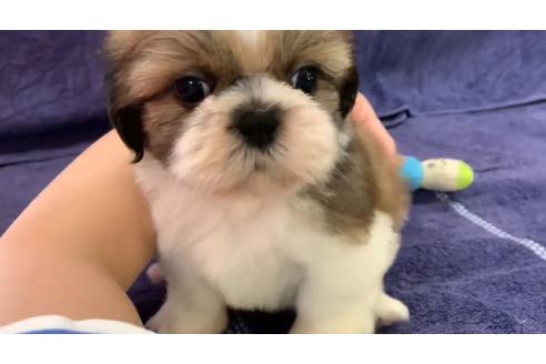 成約済の東京都のシーズー-136402の1枚目