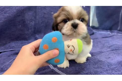 成約済の東京都のシーズー-136402の3枚目