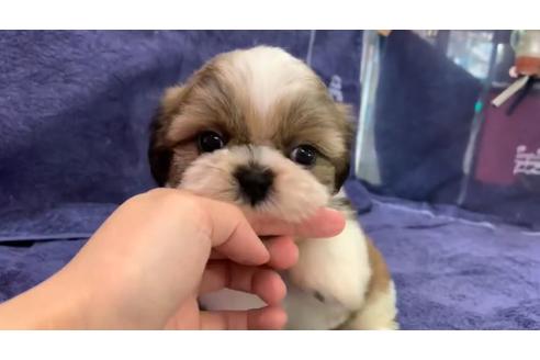 成約済の東京都のシーズー-136402の2枚目