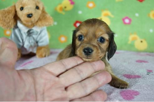 成約済の兵庫県のカニンヘンダックスフンド(ロングヘアード)-136403の1枚目