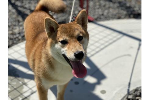 成約済の岡山県の柴犬-126148の1枚目