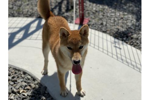 成約済の岡山県の柴犬-126148の4枚目