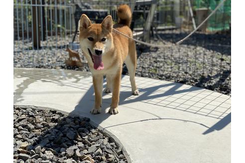 成約済の岡山県の柴犬-126148の3枚目
